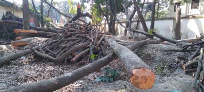 কেটে ফেলা গাছ