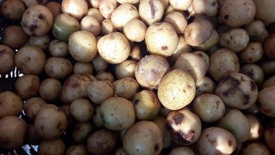 নতুন আলুর কেজি ৪০০ টাকা, কিনতে কাড়াকাড়ি