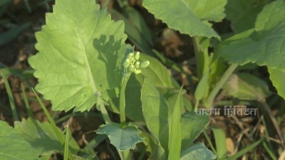 সরিষার হলুদ ফুলে মৌমাছিরা মধু আহরণে ব্যস্ত