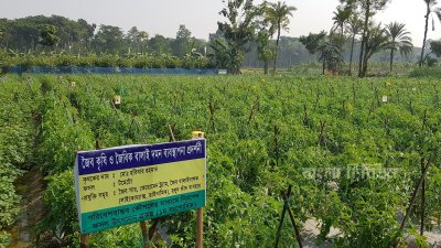 রাসায়নিক সার ও রাসায়নিক বালাইনাশক ছাড়া সবজি আবাদ করছেন তারা