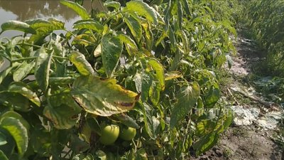 টমেটো গাছে ভাইরাস দেখা দিয়েছে