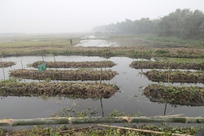 টুঙ্গীপাড়ায় পৈতৃক জমি পরিদর্শনে প্রধানমন্ত্রী
