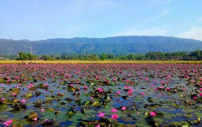 লাল শাপলায় মন হারায় ডিবির হাওরে