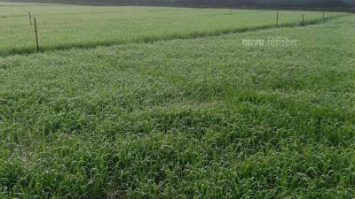 কুয়াশায় নষ্ট হেচ্ছে বীজতলার চারা