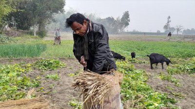 আলু তোলার পর বস্তা সেলাইয়ের কাজ করেন আব্দুস সালাম
