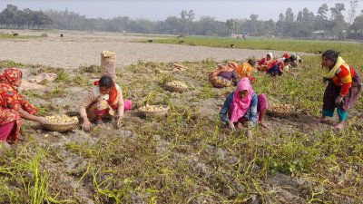 ক্ষেত থেকে আলু তোলার কাজ করে আয় করছেন নারীরা