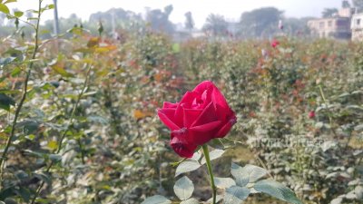 ফুলের রাজধানী হিসেবে পরিচিত গদখালী