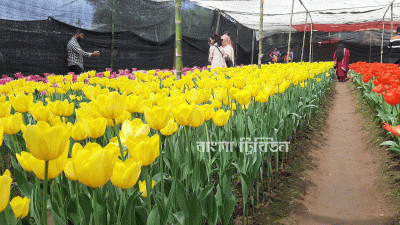 নেদারল্যান্ডসের টিউলিপে শ্রীপুরের দম্পতির মুখে হাসি