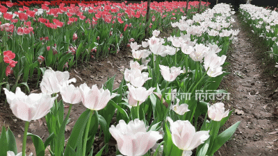 নেদারল্যান্ডসের টিউলিপে শ্রীপুরের দম্পতির মুখে হাসি