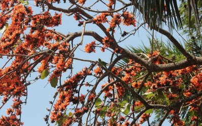 দুয়ারে ঋতুরাজ বসন্ত