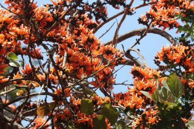 গাছের ডালে লেগেছে বসন্তের আমেজ 