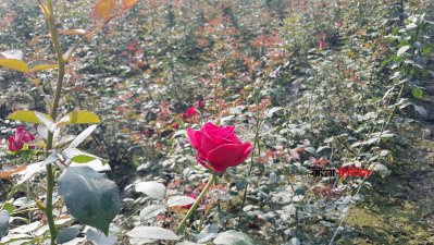 flower3