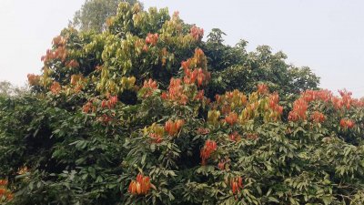 মুকুলের পরিবর্তে &zwj;লিচু গাছে এসেছে নতুন পাতা