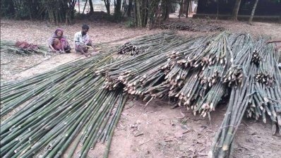 বাঁশ পরিষ্কার করছেন দুইজন