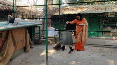 বাং‌লোর এক কোণে র‌য়ে‌ছে দে‌শি মুর‌গির খামার