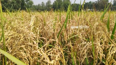 চলমান তাপ প্রবাহে হিট শ&zwnj;কের ঝুঁ&zwnj;কিতে কুড়িগ্রামের ধানক্ষেতগুলো