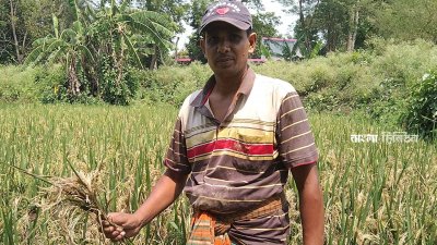 ঝিনাইদহে ব্লাস্ট রোগের কারণে ধানের শীষ শুকিয়ে যাচ্ছে