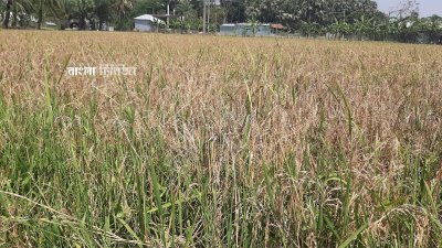 গরম আবহাওয়ার কারণে ব্লাস্ট রোগের সংক্রমণ দেখা দিয়েছে বলে জানিয়েছেন কৃষি কর্মকর্তারা, কলাপাড়া উপজেলার ধানক্ষেতের ছবি