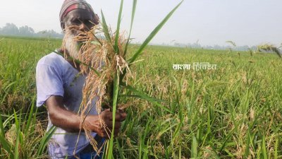 শীষ আসার আগমুহূর্তে ধানে সংক্রম&zwnj;ণ দেখা দেওয়ায় দি&zwnj;শেহারা কুড়িগ্রামের এই কৃষক