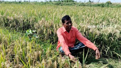 মৌলভীবাজারে বোরো ধানে আক্রমণ করেছে ব্লাস্ট রোগ, দুশ্চিন্তায় আছেন এই কৃষক