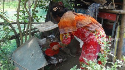  ঘরের পাশেই মুরগি, কবুতর ও ঘুঘু লালনপালন করছেন রাশি আক্তার