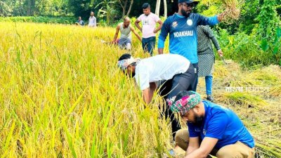 পাকা বোরে ধান কেটে দিয়েছেন ছাত্রলীগের নেতাকর্মীরা