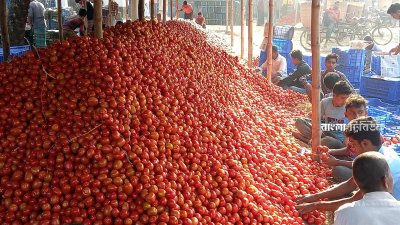 গ্রীষ্মকালীন টমেটোর বাম্পার ফলন, কেজি ১৫ টাকা