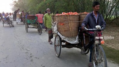 কৃষকরা ভ্যানে করে খাঁচাভর্তি করে টমেটো নিয়ে বাজারে আসছেন