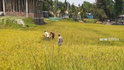 এখন ধান কাটায় ব্যস্ত সময় পার করছেন কৃষকরা