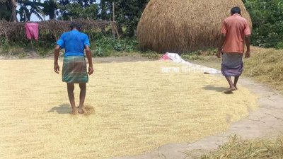 ধান মাড়াই ও শুকানোর কাজে ব্যস্ত কৃষকরা