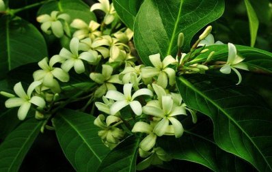 কুরচি