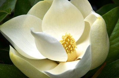 হিমচাঁপা