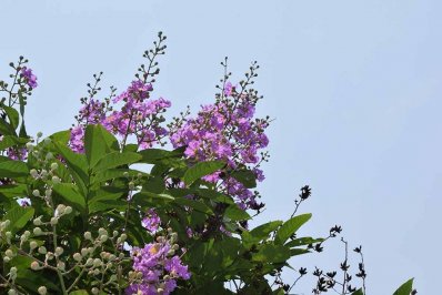 জারুল