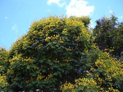 কনকচূড়া