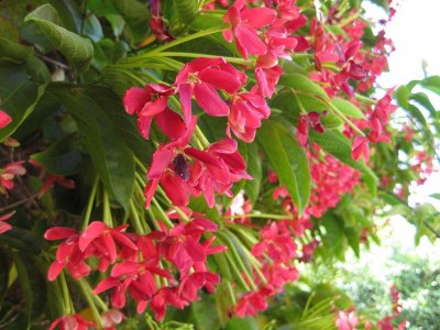 মধুমঞ্জরী লতা