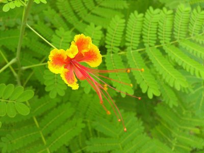 রাধাচূড়া