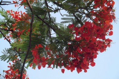 কৃষ্ণচূড়া, ছবি- লেখক 