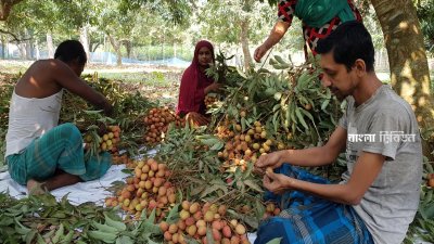 বসুন্দিয়া গ্রামের একটি বাগানে চাষিরা গাছ থেকে লিচু পাড়ছেন, পরে গণনা করে আঁটি বাঁধছেন