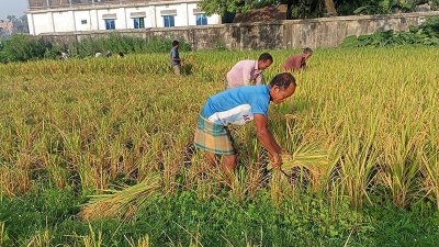 বোরোর বাম্পার ফলনে কৃষকের মুখে হাসি