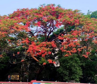 কাঠগোলাপ আর কৃষ্ণচূড়ার রঙে রঙিন বাহাদুর শাহ পার্ক