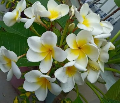 কাঠগোলাপ আর কৃষ্ণচূড়ার রঙে রঙিন বাহাদুর শাহ পার্ক