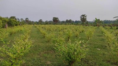 কুল গাছ