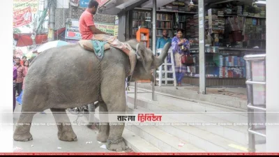 টাকা নিতে দোকানের দিকে এগিয়ে যাচ্ছে হাতি (ফাইল ছবি)