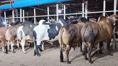 জেলার চাহিদার পাশাপাশি দেশের বিভিন্ন স্থানের চাহিদা পূরণ করবে এখানকার দুই লক্ষাধিক পশু