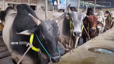 খামারিদের পাশাপাশি বাড়িতে পশু পালন করছেন কৃষকরা
