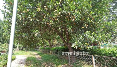 এ বছর ফল বিক্রি করে সরকারের রাজস্ব আয় হয়েছে ৫ লাখ ৮০ হাজার টাকা