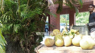 বিক্রি করা হচ্ছে জাতীয় সংসদ ভবনের ভেতরের গাছপালায় উৎপাদিত ফল