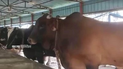 জেলায় কোরবানির জন্য প্রস্তুত আছে ৪৬ হাজার ৯৮টি গরু