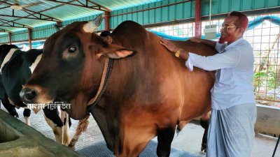 ৩০ মণ ওজনের গরুটির দাম ১০ লাখ টাকা চাইছেন খামারি সোনা মিয়া