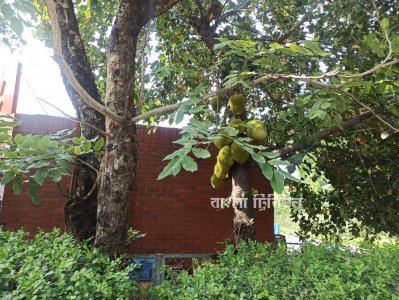 রাষ্ট্রপতি আবদুল হামিদ স্পিকার থাকাকালে ২০১১ সালে প্রথমবারের মতো নিলামের মাধ্যমে ফল বিক্রির উদ্যোগ নেন